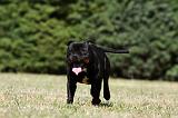 STAFFIE 388